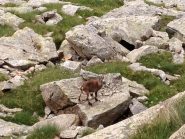 Un abitante della fauna locale