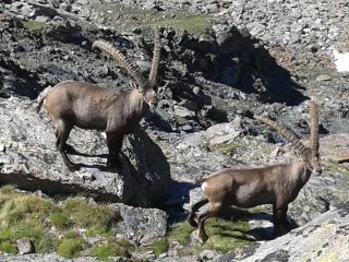 stambecchi o... capre?????
