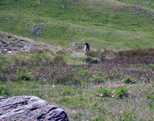 marmotta