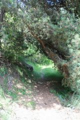...LUNGO IL SENTIERO CHE SALE A LA MAGDALEINE SEMBRA CHE UN RAMO SCENDA A FARCI OMBRA...
