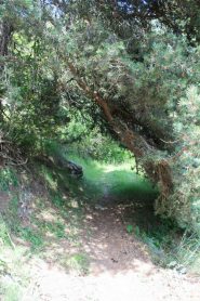 ...LUNGO IL SENTIERO CHE SALE A LA MAGDALEINE SEMBRA CHE UN RAMO SCENDA A FARCI OMBRA...