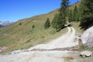 ...SOPRA CHAMOIS, OLTRE I DUEMILA METRI D' ALTITUDINE, TROVIAMO LE PRIME PRATERIE DI MONTAGNA...
