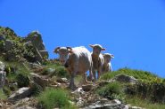 Le tre pecorelle che mi hanno seguito passo passo :-)