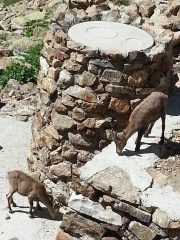 Stambecchi al Morelli Buzzi.