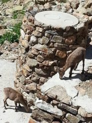 Stambecchi al Morelli Buzzi.