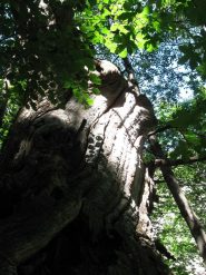 enorme castagno 2