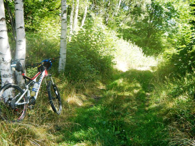 Inizio bosco betulle dopo la grangia isolata