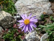 Aster alpinus