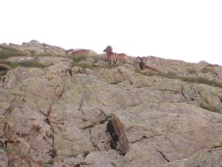 Il gruppo di mufloni