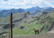 camoscio ripreso al ritorno