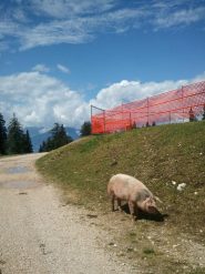 una fetta di speck?