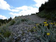 fiori e pietre