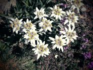 Stelle alpine
