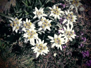 Stelle alpine