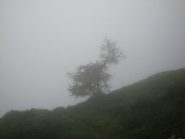 Larice nella nebbia