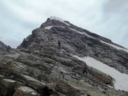 cresta della becca bianca