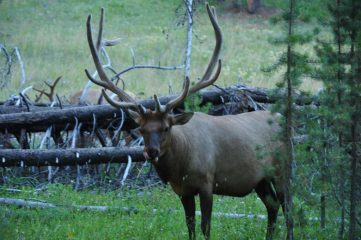 il wapiti o cervo elk