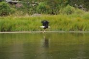 l'acquila americana che si pesca una trota