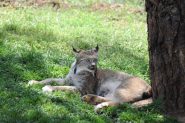la lince