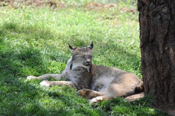 la lince