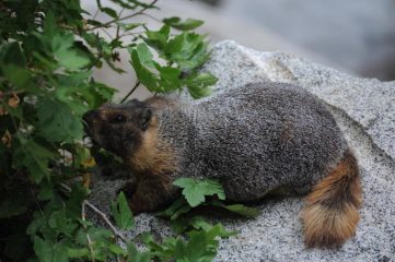 marmotta locale