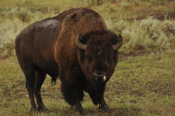 il tatanka ... grosso tatanka