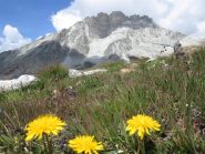 evviva: erba e fiori