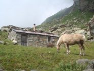 Arp d'Padrucc (2188 mt), poco distante dalla GTA, sul Sentiero Balcone.