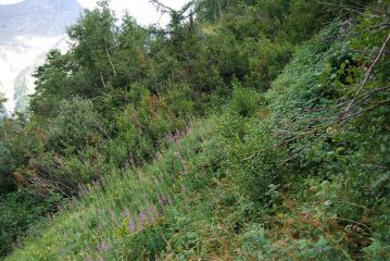 Arrivando da Zette, il primo tratto franato e nascosto dalla vegetazione, ma attraversato.