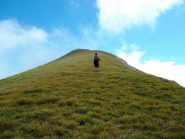 pascolo a stelle alpine