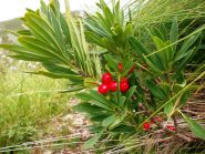 Le rosse bacche velenose della Dafne