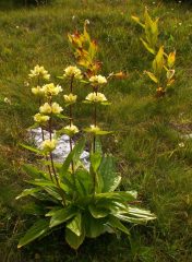 La buona Genziana gialla e dietro due piante di velenoso Veratro