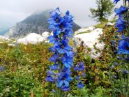 Speronella blu(bellissima e velenosa)