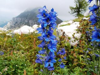 Speronella blu(bellissima e velenosa)