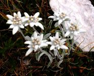 Le stelle alpine sono ancora abbondanti su queste creste calcaree