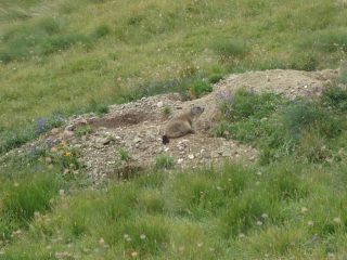 marmotta