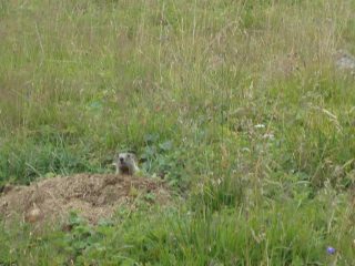 marmotta