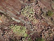 La forza della natura 