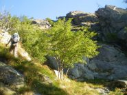 ripidissima salita tra larici e abeti