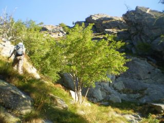 ripidissima salita tra larici e abeti