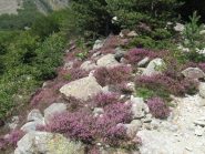 fioritura di erica