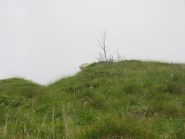 L'albero a cui puntare sopra al Colle d'Attia