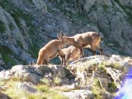 stambecchi nei pressi del rifugio remondino