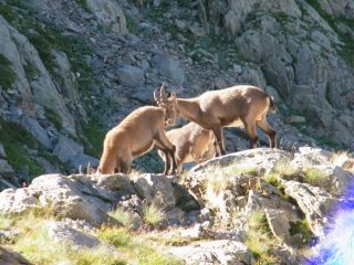 stambecchi nei pressi del rifugio remondino