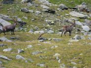 stambecchi nel vallone...