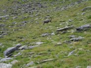 stambecco e camosci sotto il Pousset...