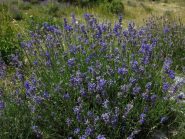 Lavanda a Pian Rosso