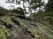 mancorrente da betulla