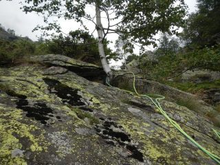 mancorrente da betulla