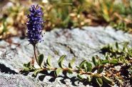 ossia...Veronica Allionii L.